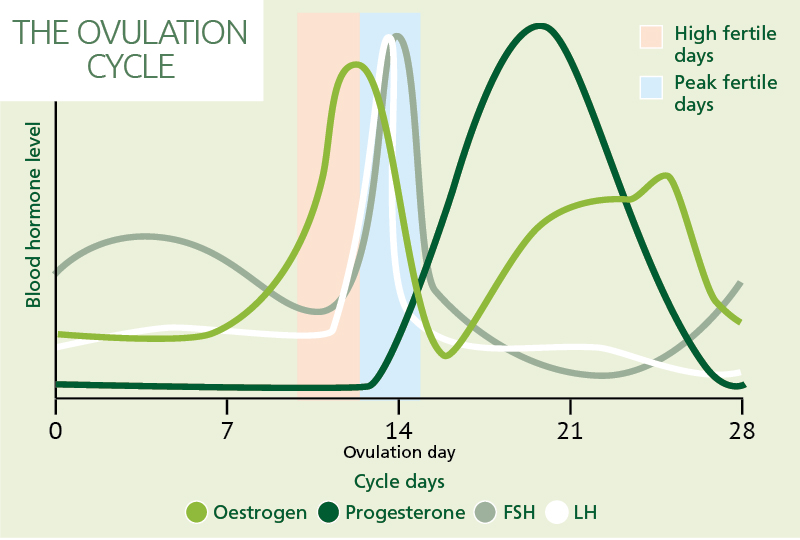 Ovulation and pregnancy testing - The ovulation cycle